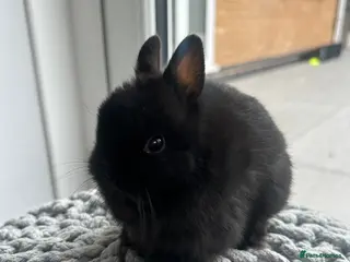 Netherland Dwarf rabbits Netherland dwarf - Advert 3