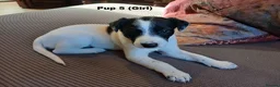 Lurcher dogs for sale: Soppy Bedlington Whippet lurcher puppies  - Advert 17