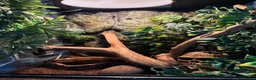 Frog reptiles for sale: Whites Tree Frogs in Sudbury - Advert 2