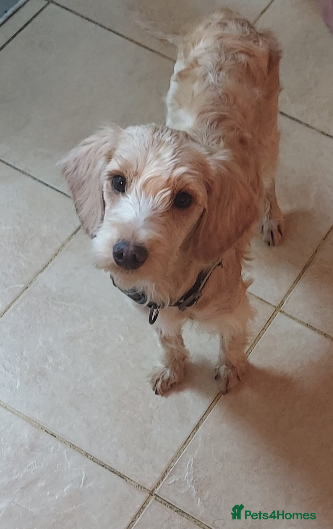 Cockapoo dogs for sale: Female apricot cockapoo  - Advert 2