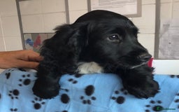 Cocker Spaniel dogs for sale: LAST PUPPY, READY 2 GO, 5* COCKER SPANIELS - Image 14