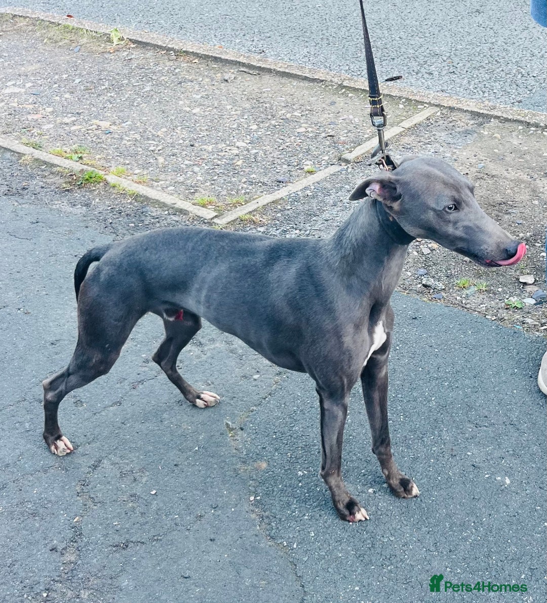 Whippet dogs for sale: 5 beautiful kc registered whippit puppies  - Advert 21