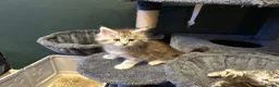 Maine Coon cats for sale: Beautiful Tica Registered kittens - Advert 16