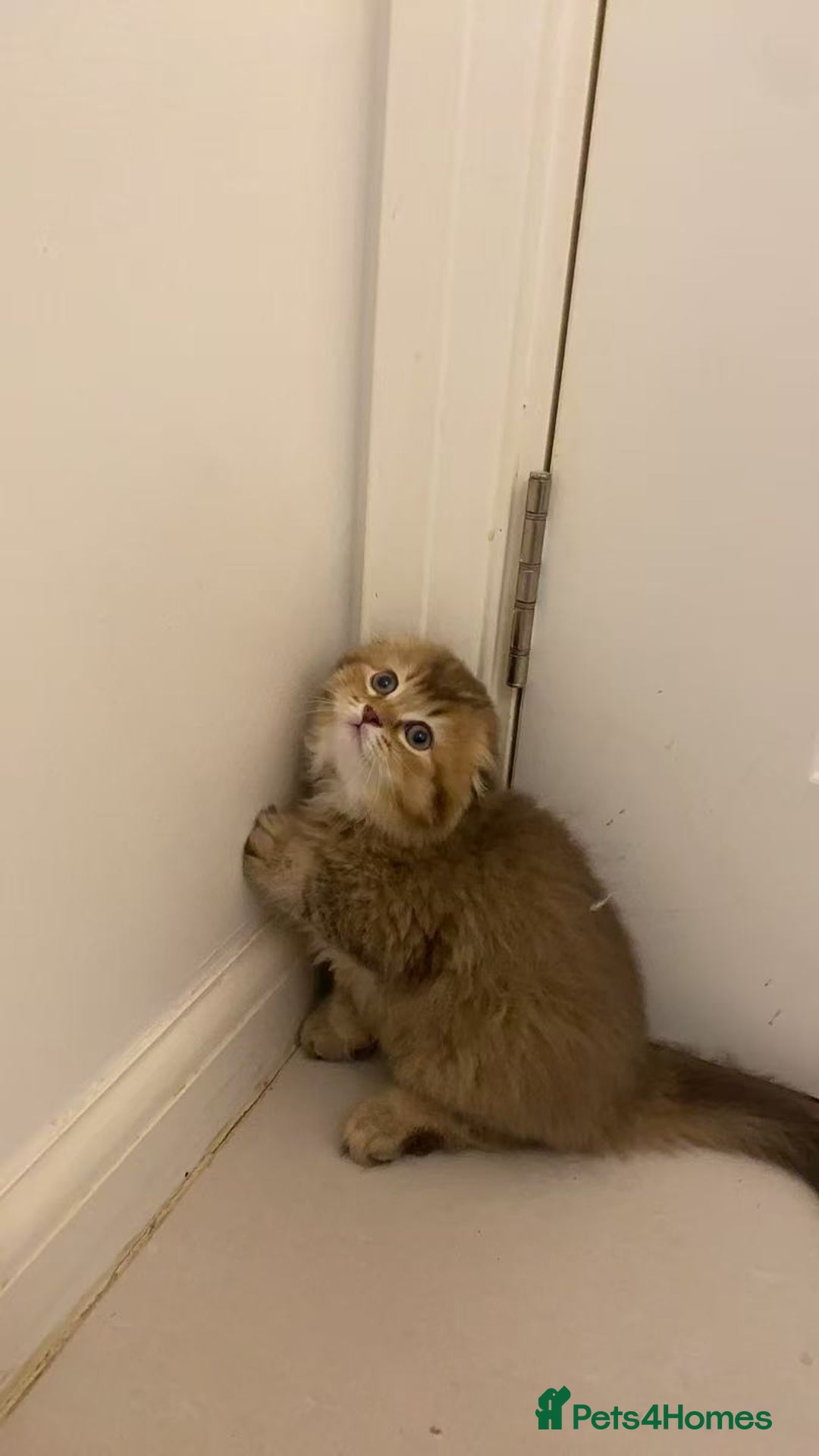 Scottish Fold cats for sale: Stunning Scottish fold kittens are ready - Advert 16