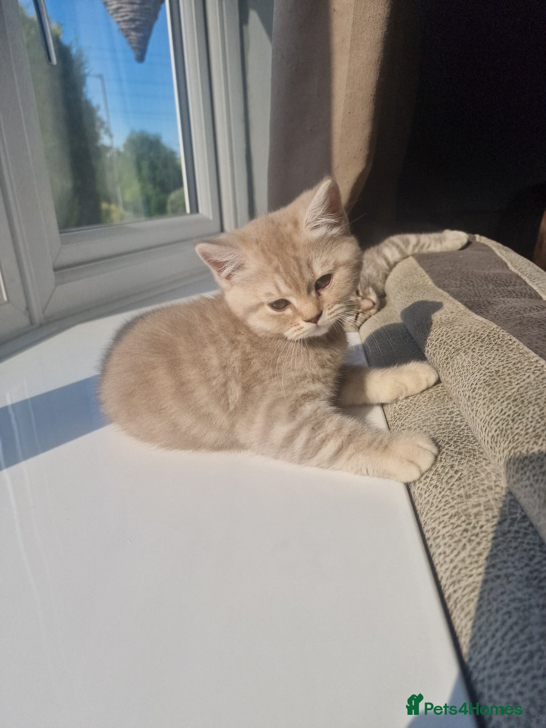 Scottish Fold cats for sale: Stunning TICA Registered Babies in Bolton - Image 7