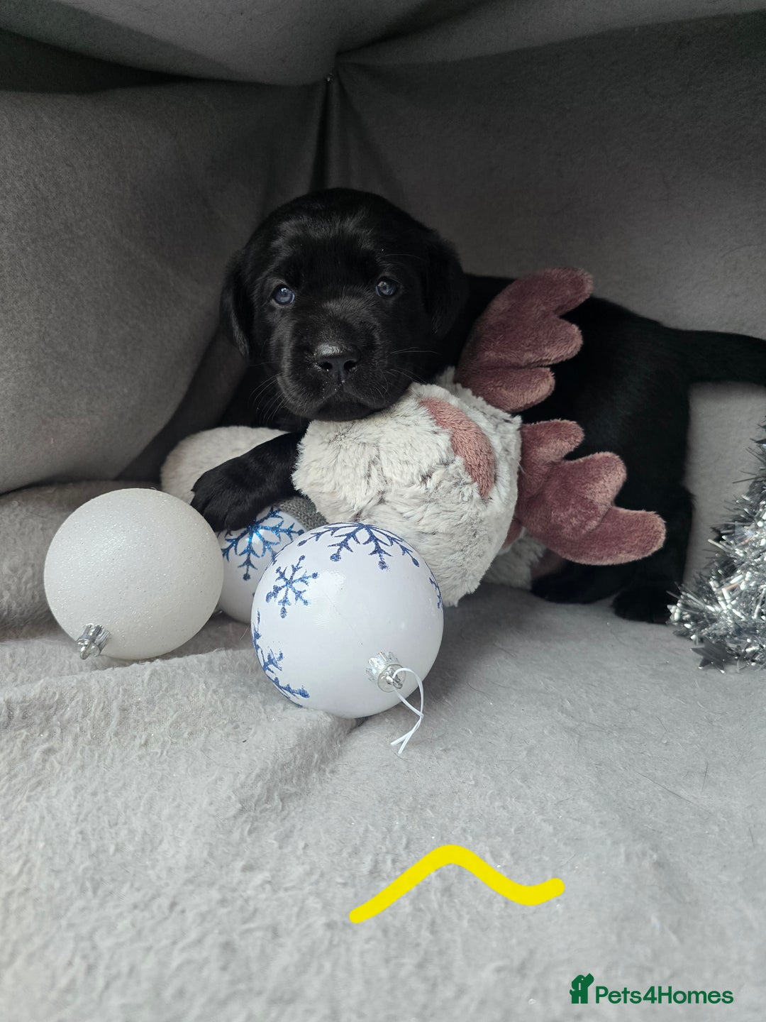 Labrador Retriever dogs for sale: Chunky cute lab pups for sale - Image 11