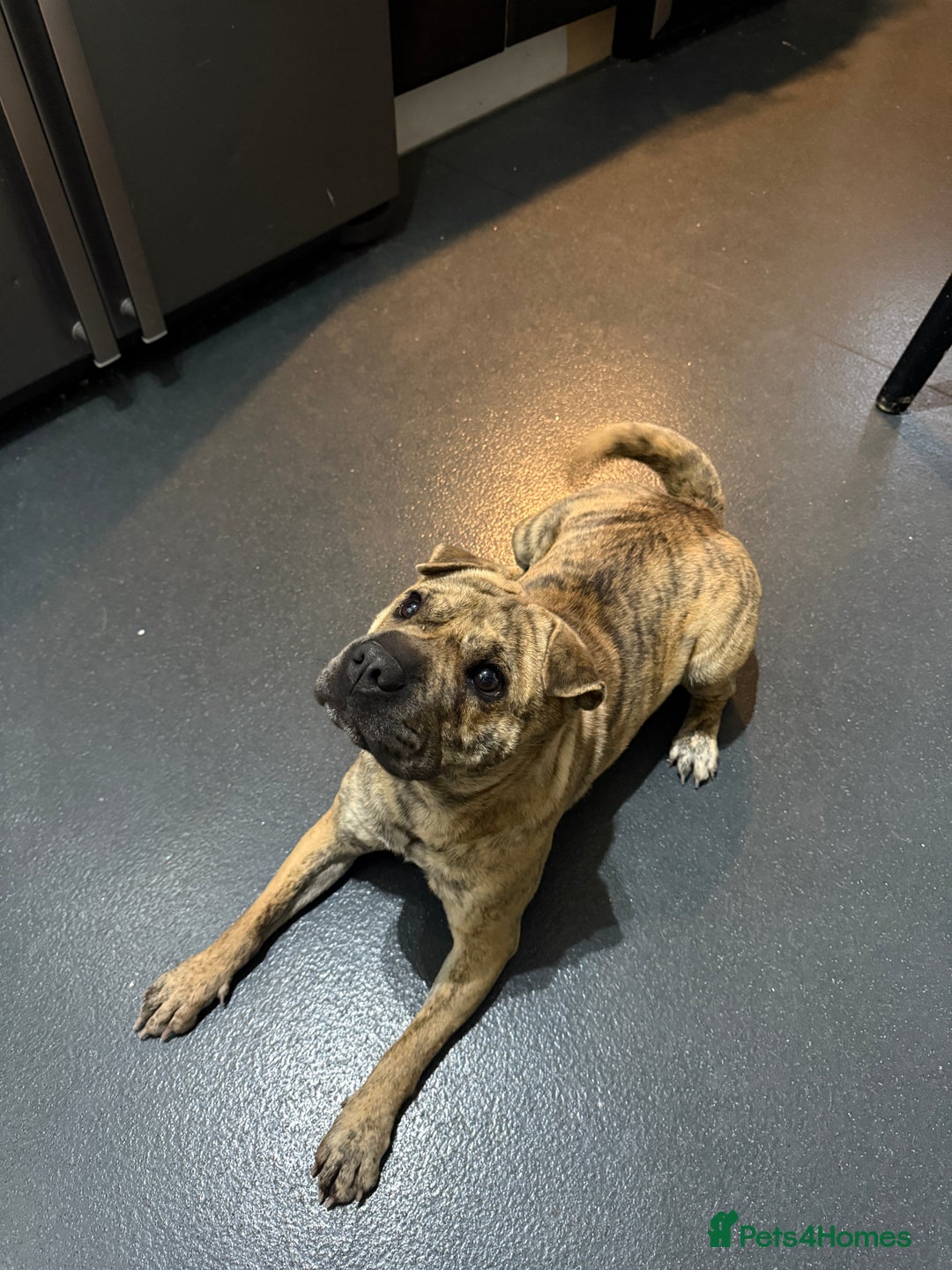 Mixed Breed dogs for sale: Pug x shar pei - Image 3