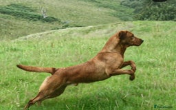 Labrador Retriever dogs for stud: Health tested- Kc registered Fox Red Labrador for  in York - Image 6