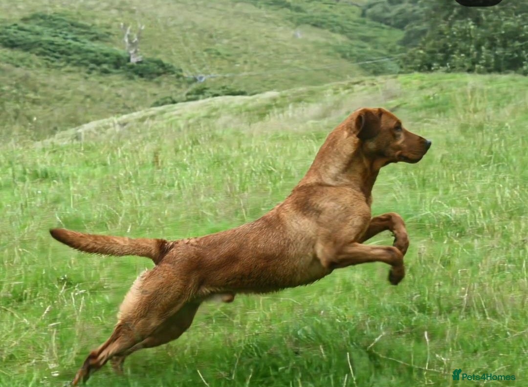 Labrador Retriever dogs for stud: Health tested- Kc registered Fox Red Labrador for  in York - Image 6