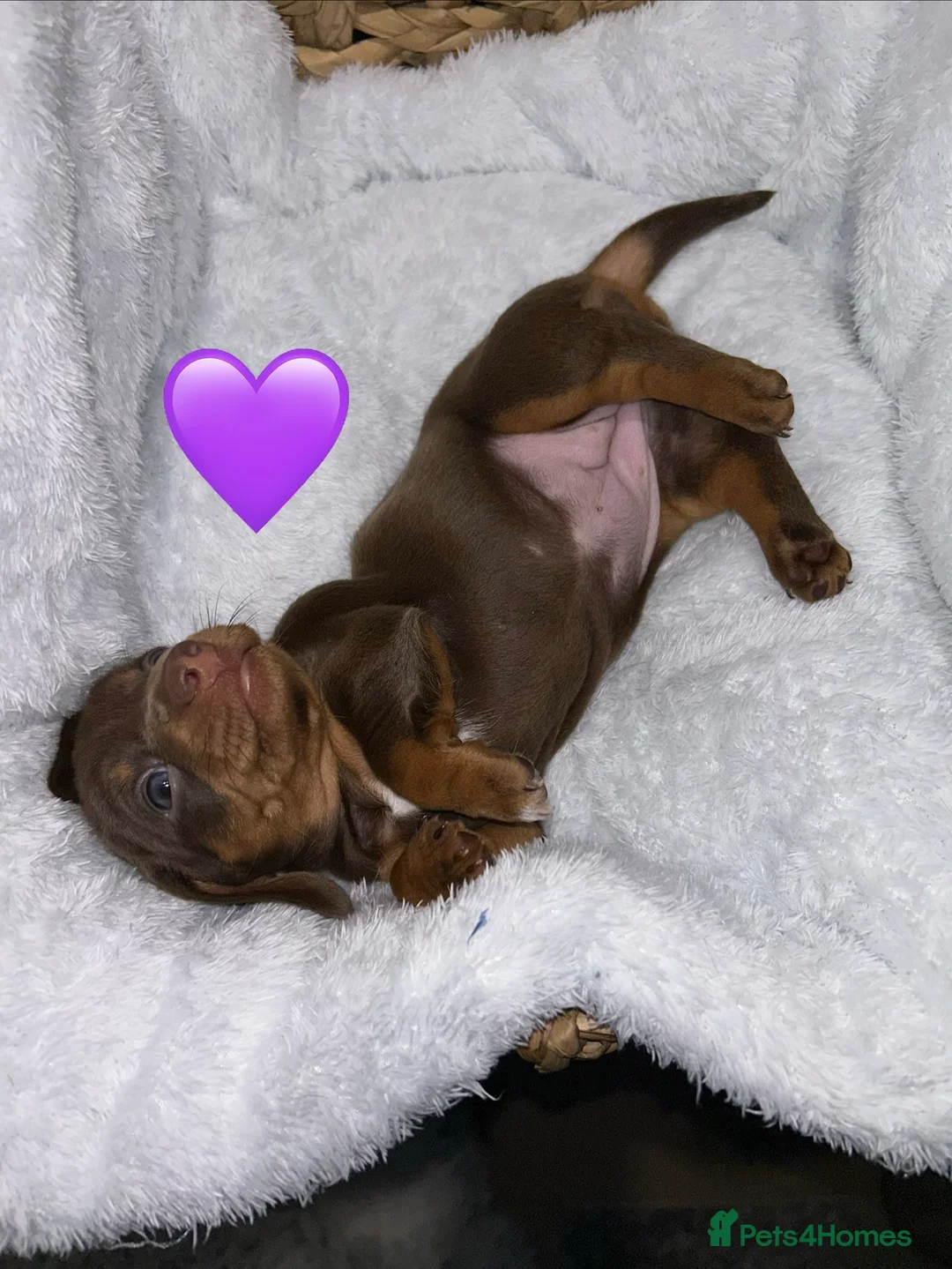 Miniature Dachshund dogs for sale: 4 beautiful miniature dachshund puppies - Advert 21