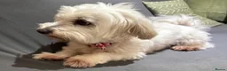 Coton De Tulear dogs for sale: Coton de tulear for sale  - Advert 6