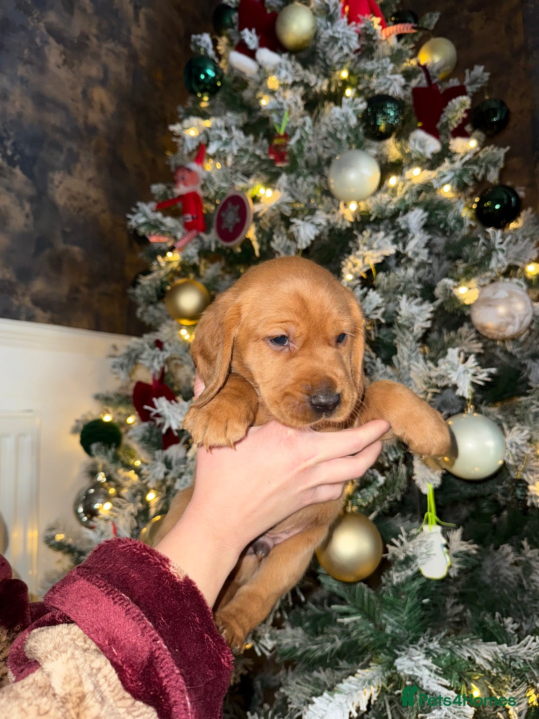 Cockerdor dogs for sale: FOX RED COCKERDOR PUPS  - Advert 3