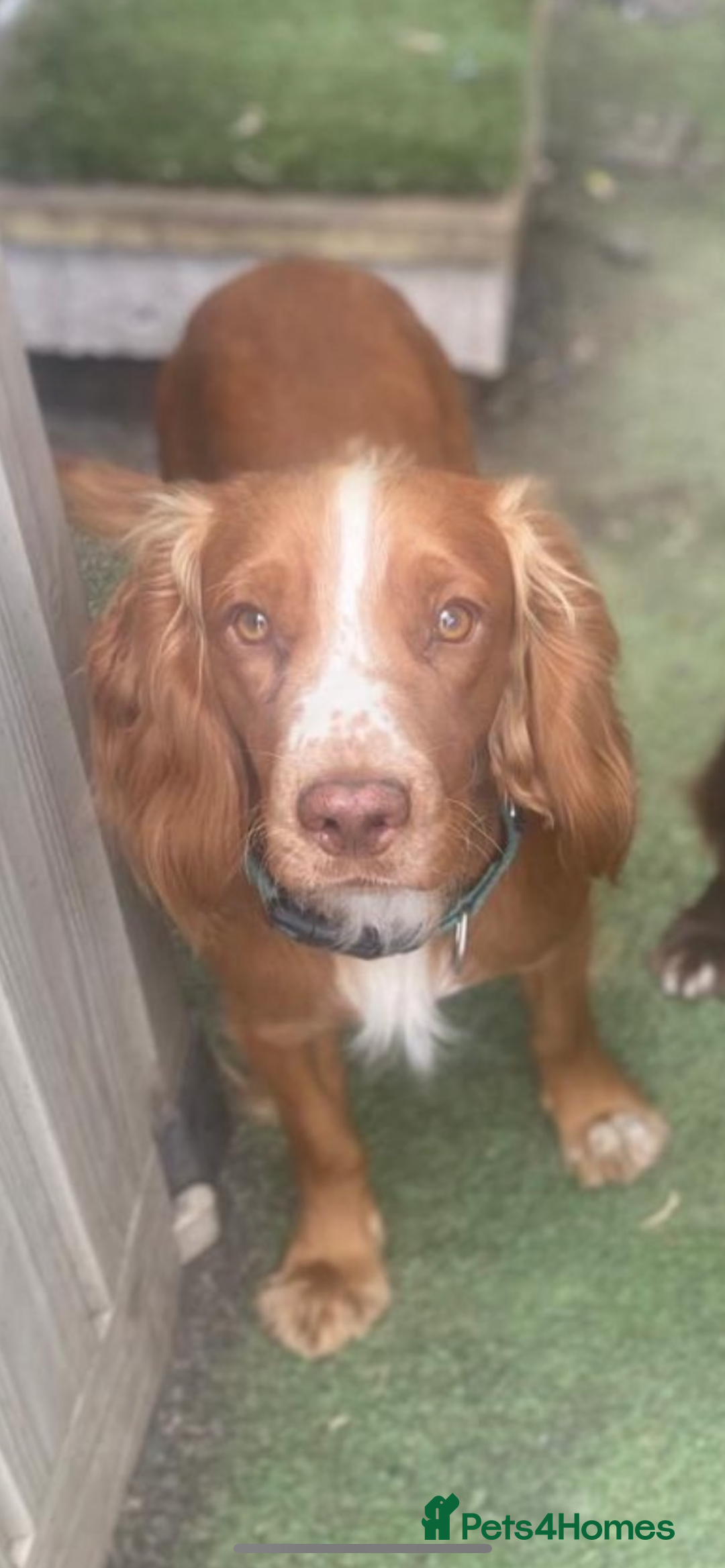 Cocker Spaniel dogs for sale: Beautiful cocker spaniel puppies❤️ - Image 8