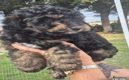 Cockapoo dogs for sale: Cockapoo  LAST GIRL AVAILABLE NOW - Image 14