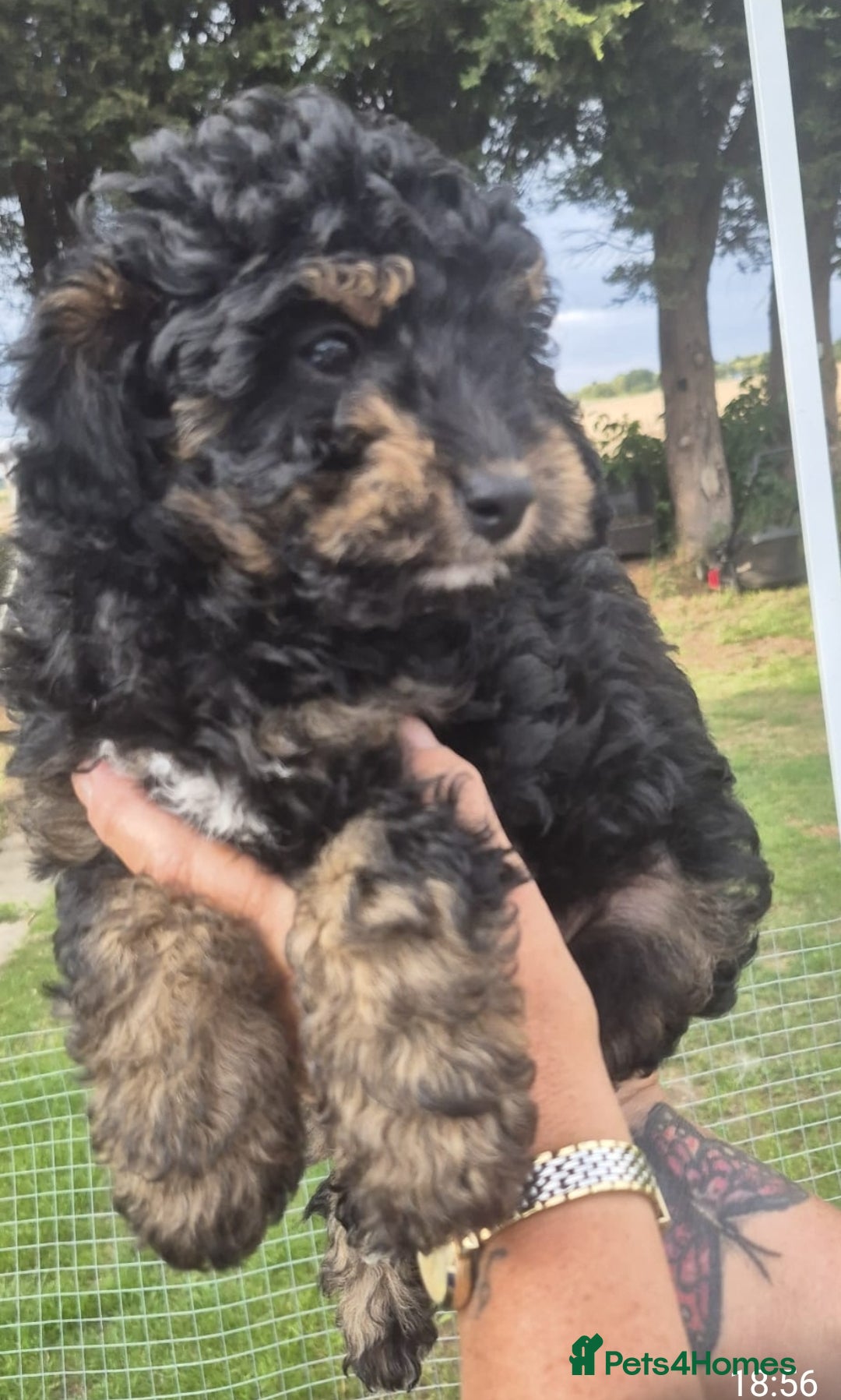 Cockapoo dogs for sale: Cockapoo  LAST GIRL AVAILABLE NOW - Image 14