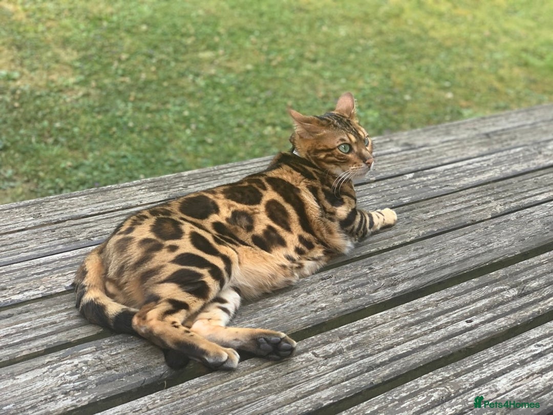 Bengal cats for sale: Pedigree Bengal Mooshi – Gentle, Observant Soul - Advert 6