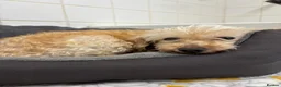 Miniature Poodle dogs for adoption: Tia   - Advert 3