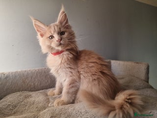 Maine Coon cats TICA REG. Amazing kittens - Advert 15