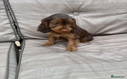 Cockapoo dogs for sale: Cockapoo  - Image 7
