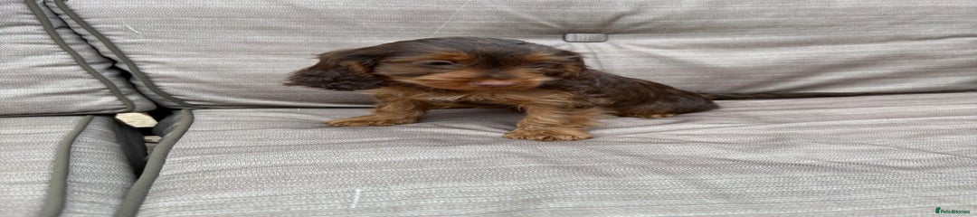 Cockapoo Puppy 3