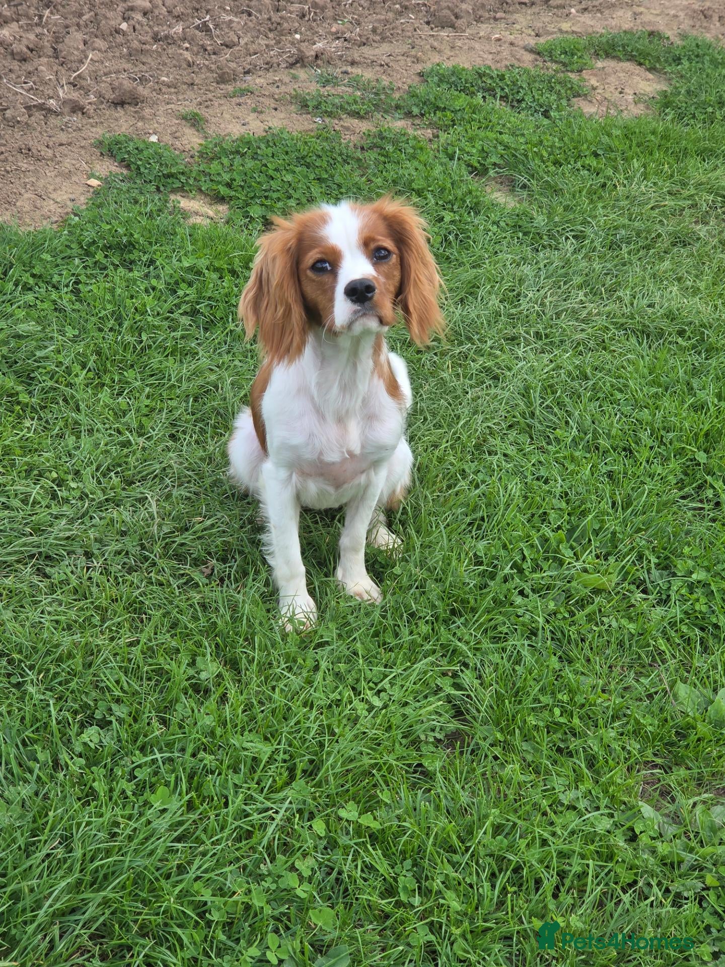 Cavalier King Charles Spaniel dogs K.C Registered adult cavalier girl - Advert 2