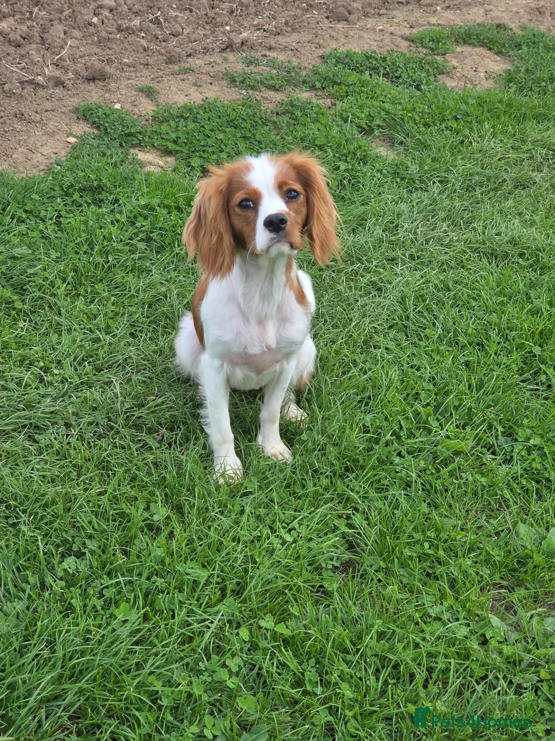 Cavalier King Charles Spaniel dogs for sale: K.C Registered adult cavalier girl - Advert 1