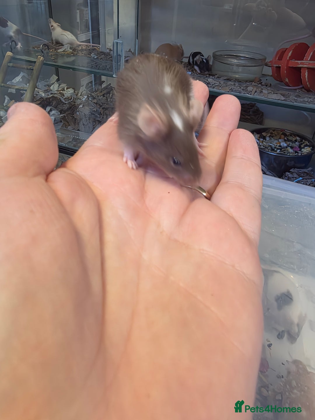 Mouse rodents for sale: Mice, males and females  - Advert 13
