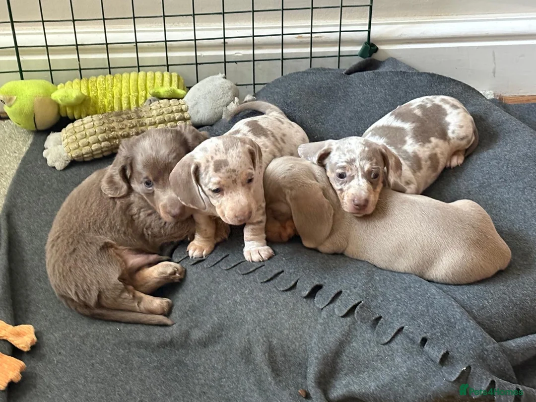 Miniature Dachshund dogs for sale: Gorgeous KC Miniature Dachshund Puppies  - Advert 8
