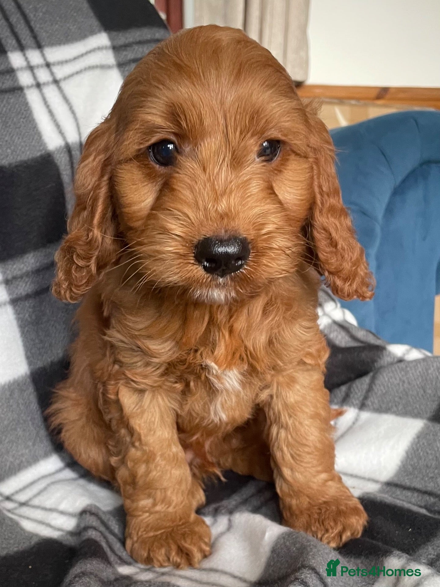 Cockapoo dogs F1 MINIATURE SHOW TYPE COCKAPOO PUPPIES  - Advert 16