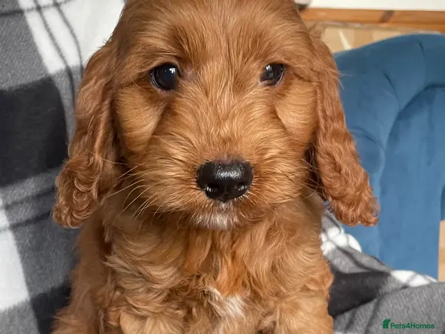 Cockapoo dogs for sale: F1 MINIATURE SHOW TYPE COCKAPOO PUPPIES - Advert 19