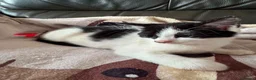 Mixed Breed cats for adoption: Playful kittens looking for their forever homes  - Advert 3