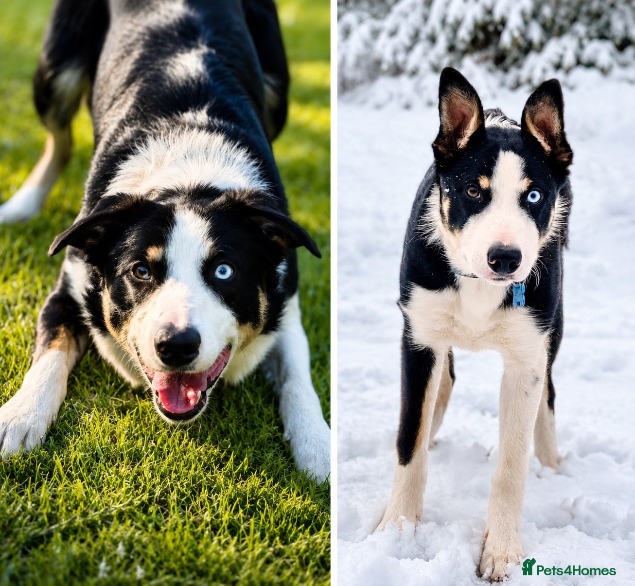 Mixed Breed dogs 🐾BULLDO X BORDER COLLIE PUPPIES - Advert 2