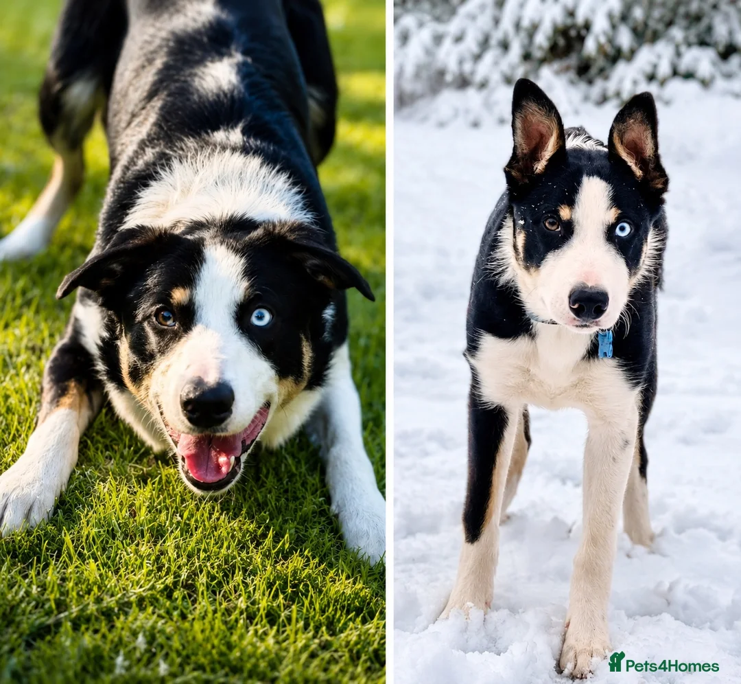Mixed Breed dogs for sale: 🐾BULLDO X BORDER COLLIE PUPPIES in Wigan - Advert 2