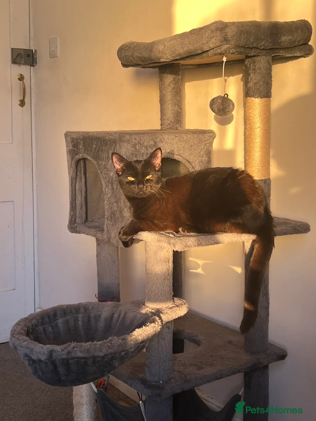 Mixed Breed cats for sale: Mixed British shorthair and domestic shorthair  - Advert 2