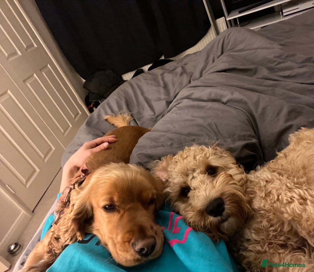 Cocker Spaniel dogs for sale: Meet Daisy – looking for her forever home❤️ - Advert 31