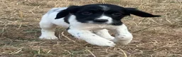 English Springer Spaniel dogs for sale: Healthy springer spaniel pups - Advert 18