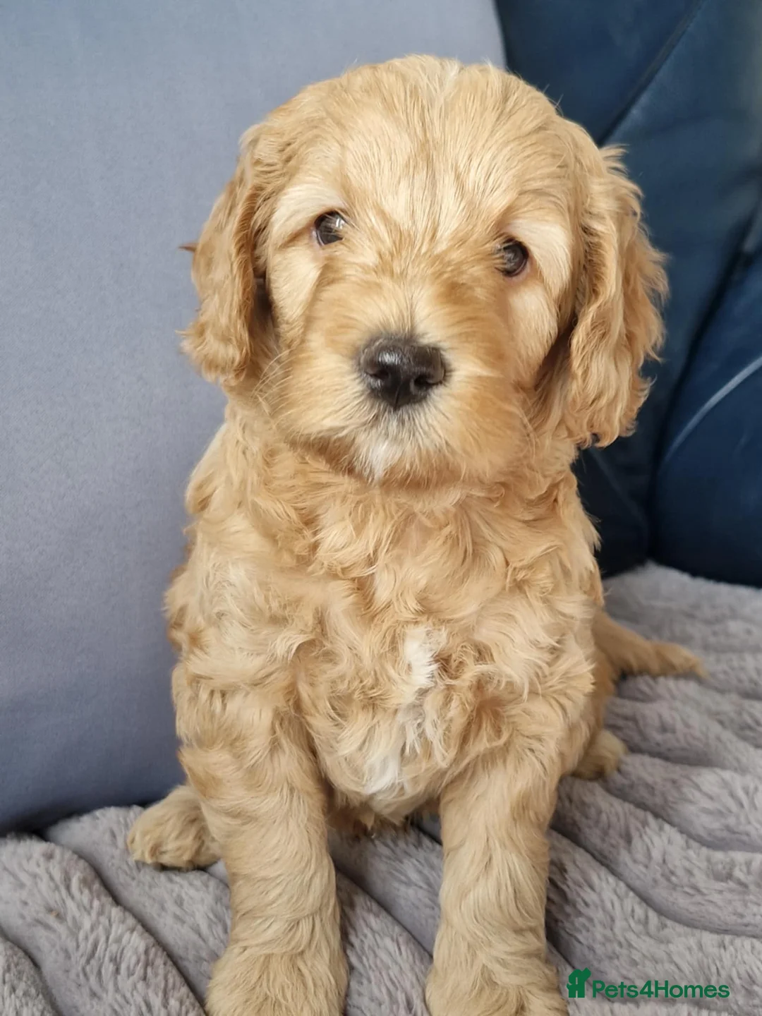 Goldendoodle dogs for sale: Miniature F1b Goldendoodle  - Advert 1