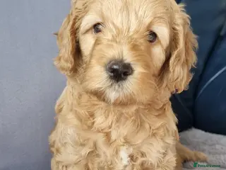 Goldendoodle dogs Miniature F1b Goldendoodle - Advert 1