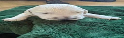 Golden Retriever dogs for sale: Cream kc registered golden retriever pups - Advert 10