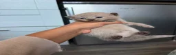 Mixed Breed cats for sale: Male kittens - Advert 13