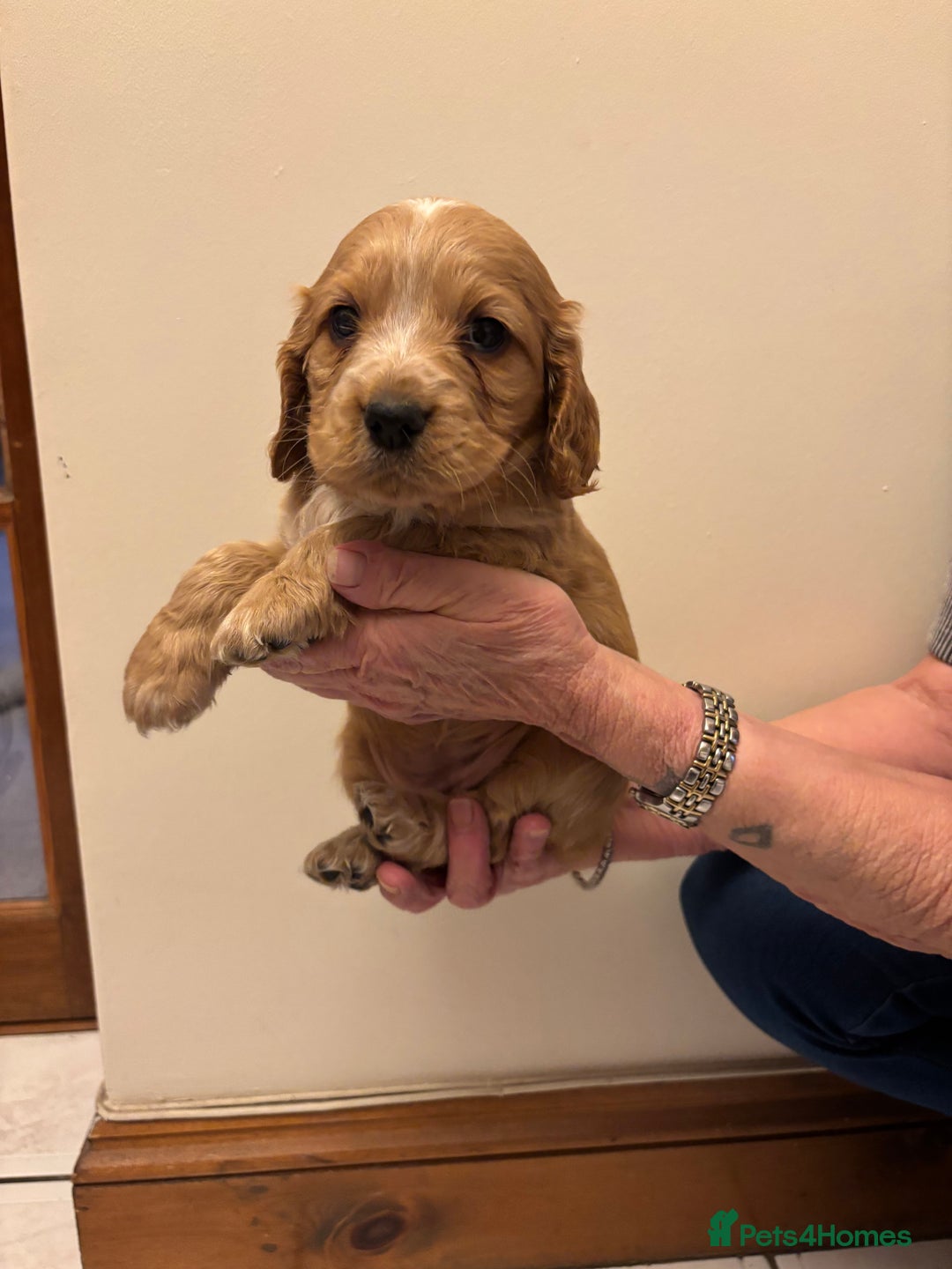 Cocker Spaniel dogs for sale: KC reg cocker spaniels  - Advert 19