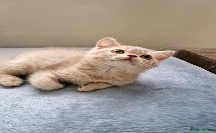 British Shorthair cats - Advert 1