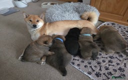 Japanese Shiba Inu dogs for sale: Shiba Inu – 5 Puppies  - Advert 1