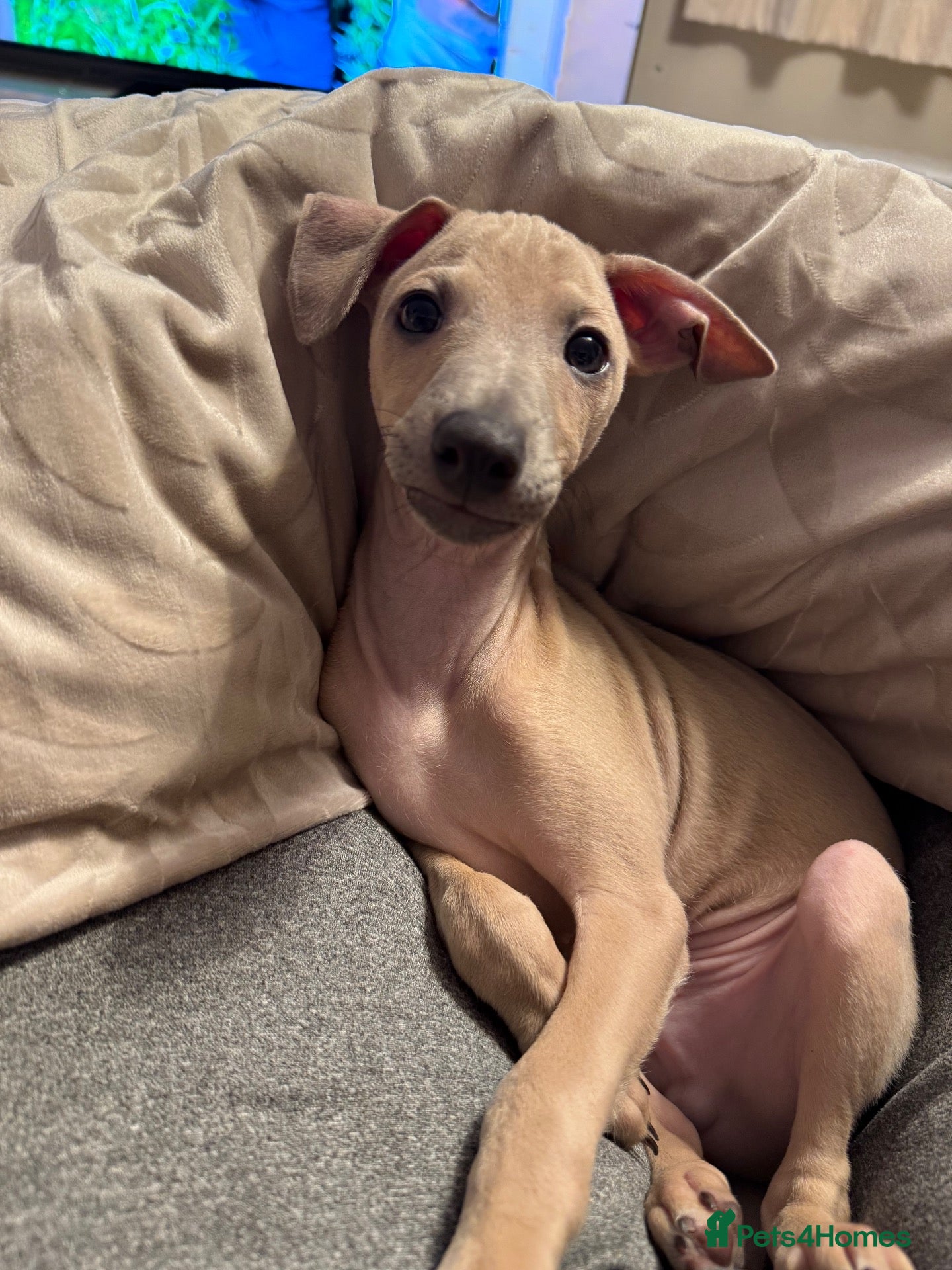 Italian Greyhound dogs for sale: 🤎BEAUTIFUL BOY LOOKING FOR HIS FOREVER HOME🤎 - Advert 1