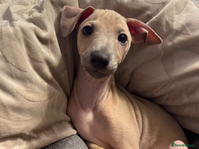 Italian Greyhound dogs for sale: 🤎BEAUTIFUL BOY LOOKING FOR HIS FOREVER HOME🤎 - Advert 1