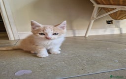Domestic Shorthair cats for sale: Cream domestic shorthair kitten - Image 3