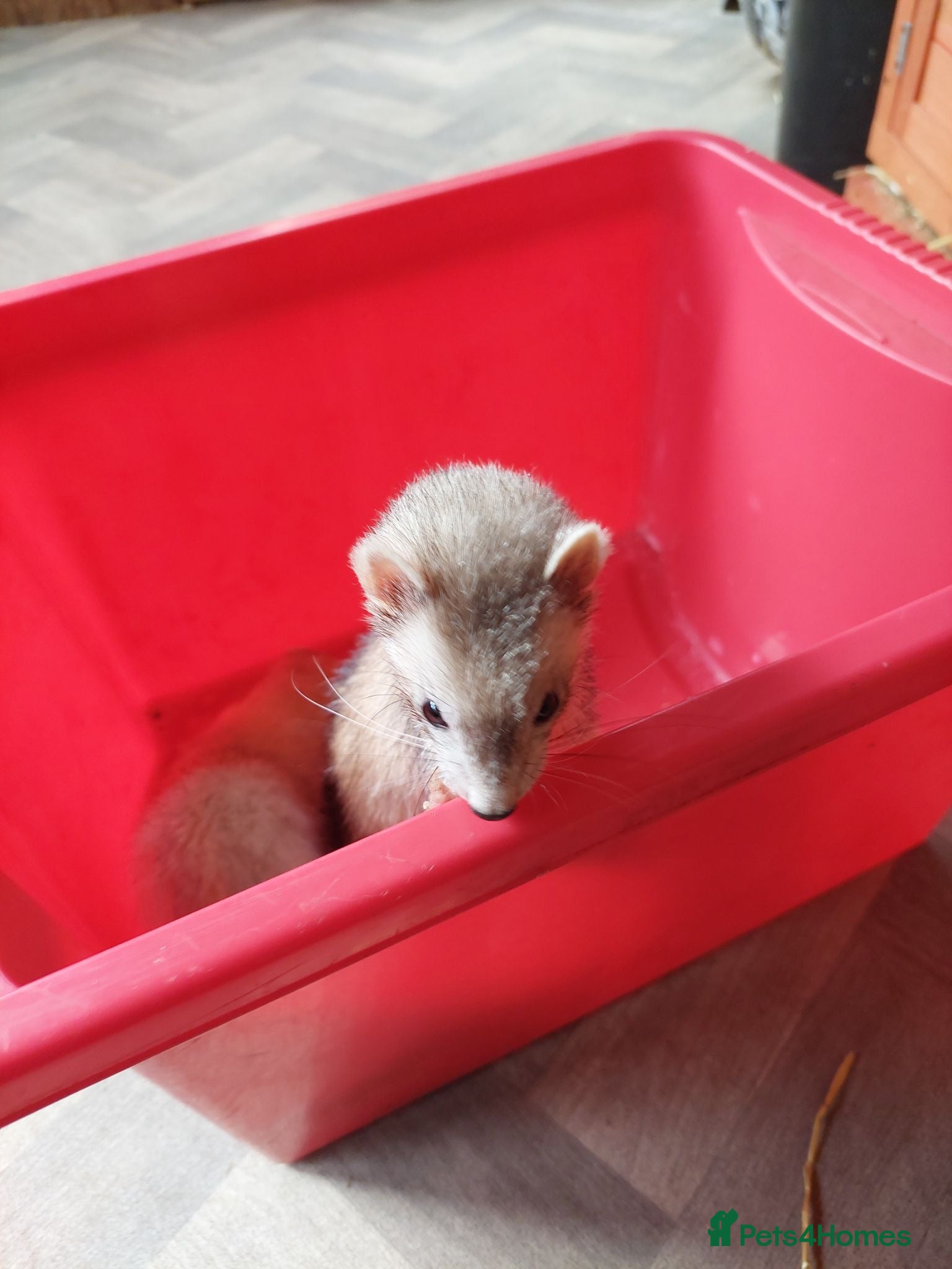 Ferret rodents 1 jill baby ferret for sale  - Advert 15