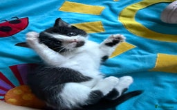 Ragdoll cats for sale: Ragdoll Cross Kittens for sale  - Image 5