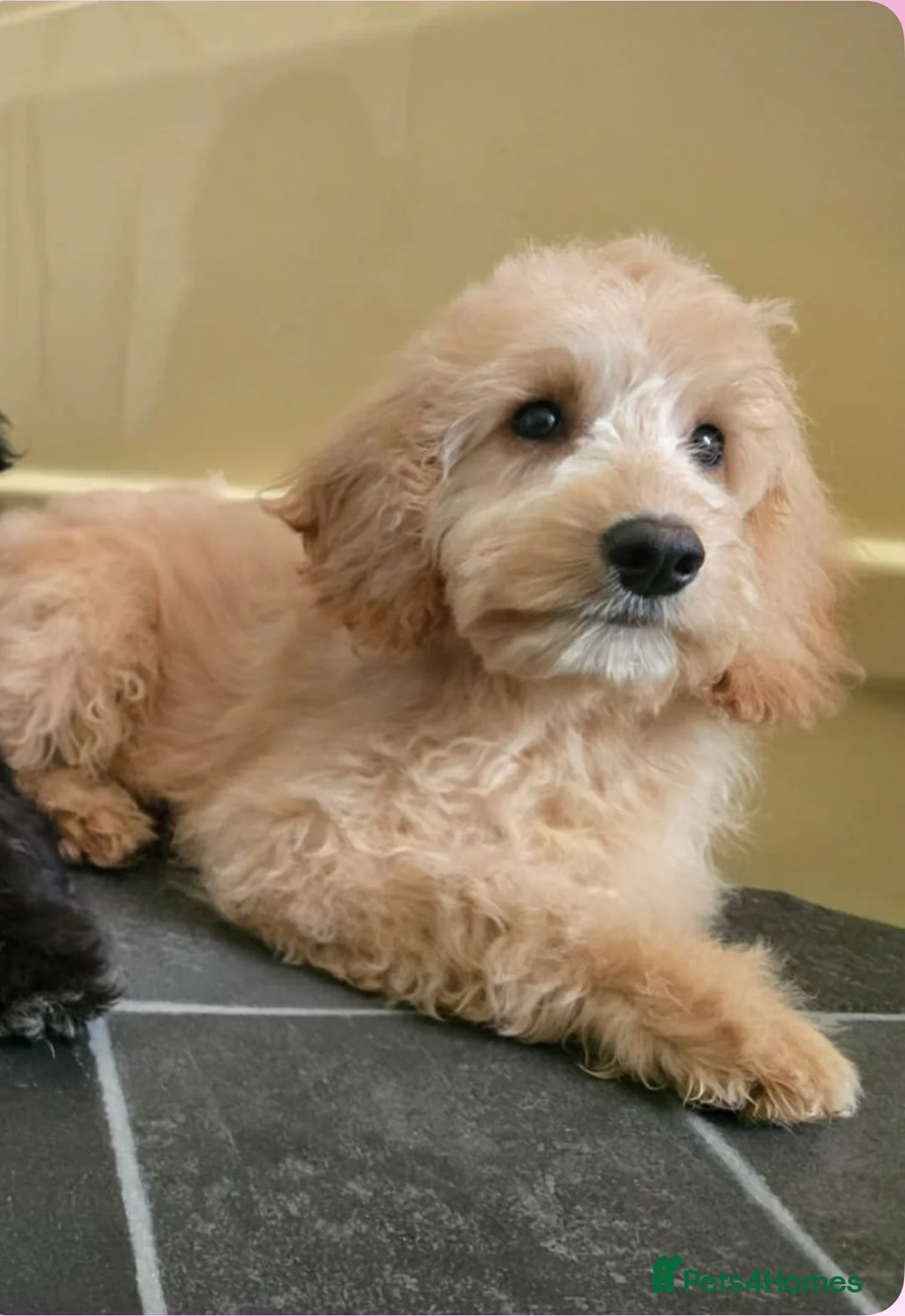 Goldendoodle dogs for sale: Goldendoodle - Advert 7