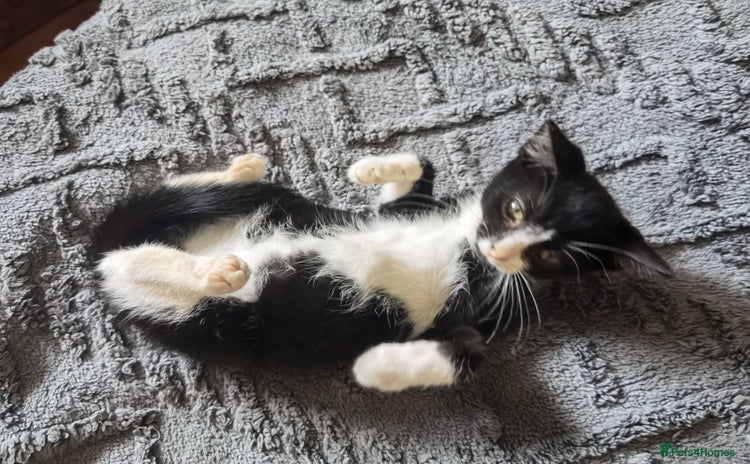 Mixed Breed cats - Advert 8